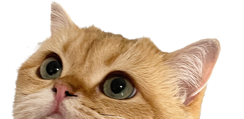 Photo of Michelle's cat Aloy