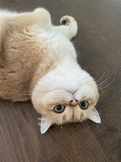 Michelle’s British Shorthair cat